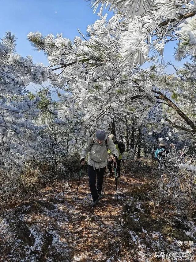 邂逅2026年的第一场醉美雾凇!温州四海山的雾凇美爆了!