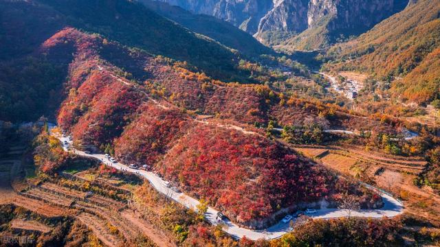 全程没门票，300多个弯道，满山红叶，你会去这河南绝美秋色路吗