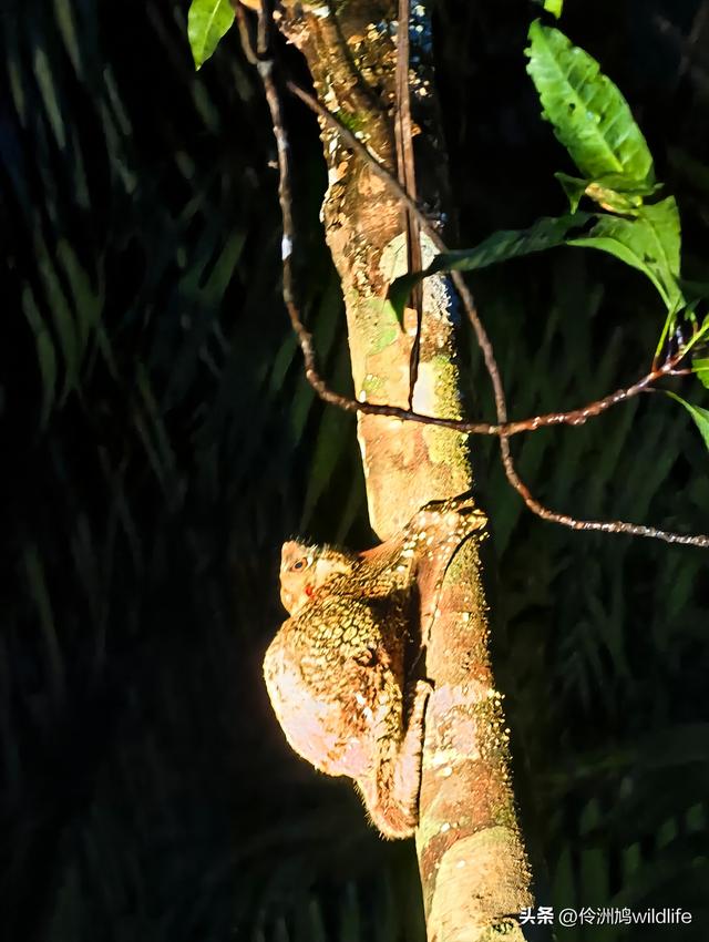 马来西亚(36)砂拉越州⑩峇哥国家公园夜间徒步体验