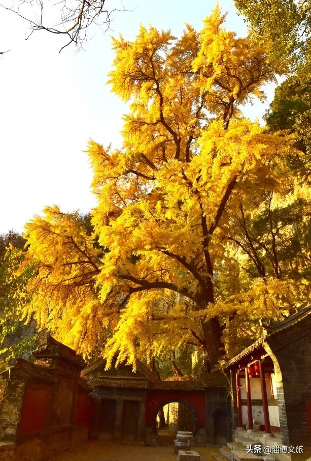 收藏！最美的11月游淄博，这些景区通通免费或优惠！