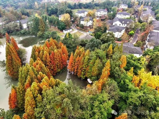 “杉杉”来了！崇州免门票小众宝藏秘境