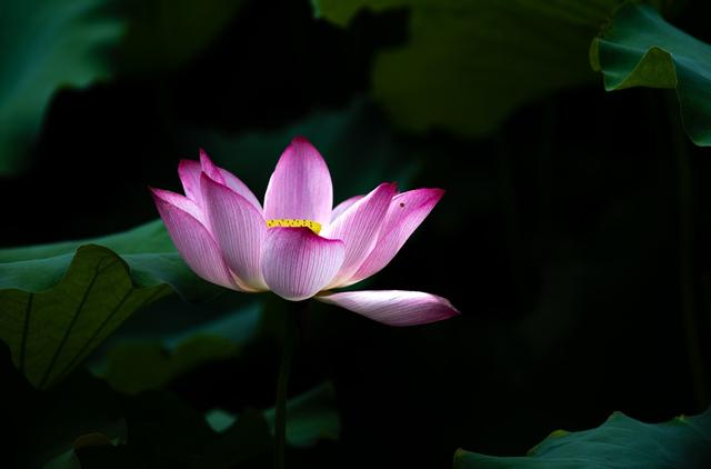 北海公园的荷花有很大的不同，美艳动人