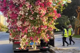 分享美好！厦门三角梅是繁花似锦的浪漫图片
