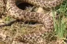 不寒而栗！广东肇庆，一男子在湿地公园，居然发现一条圆形斑的蛇图片