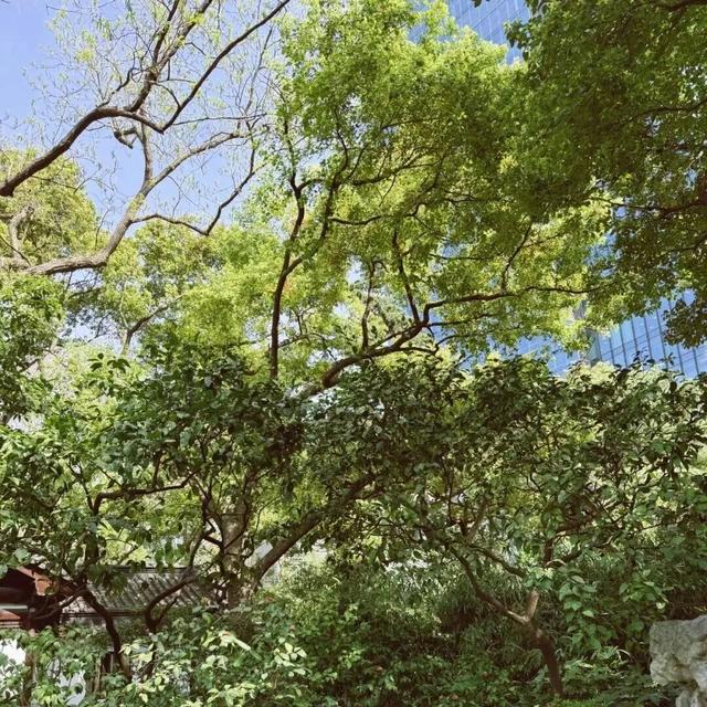 陪伴上海人70多年的“老友”要闭关升级了！这段历史头回听说？未来长啥样提前看！