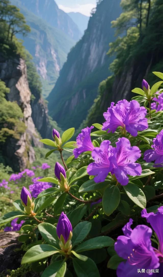 紫色杜鹃花盛开，山谷里独特的风景。