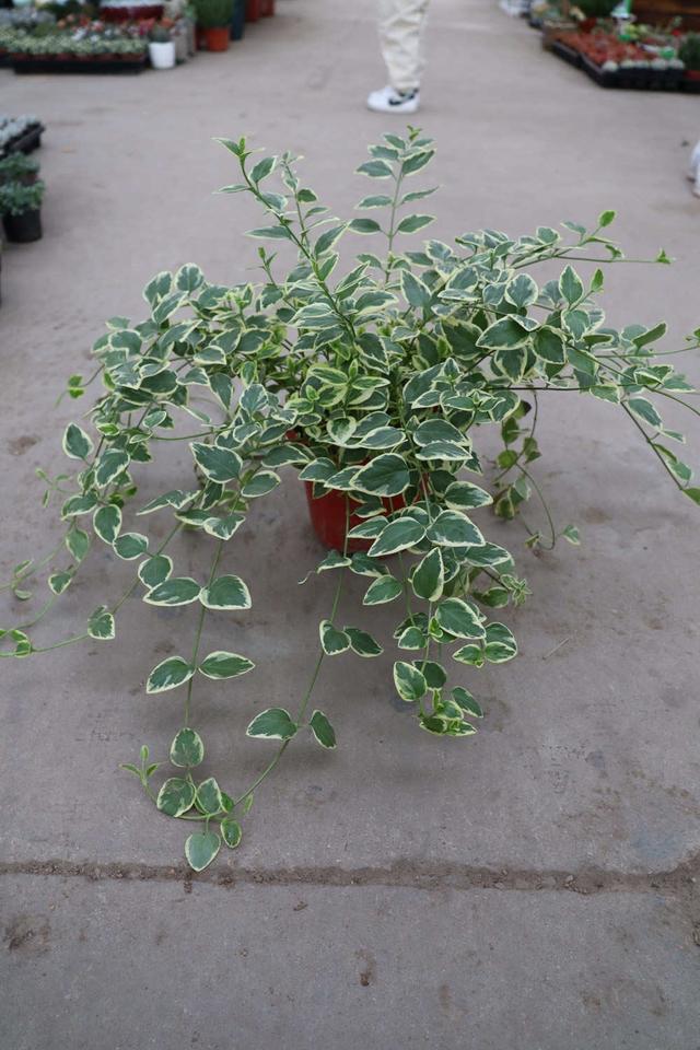建议收藏！新手必养的扛冻常青绿植TOP榜
