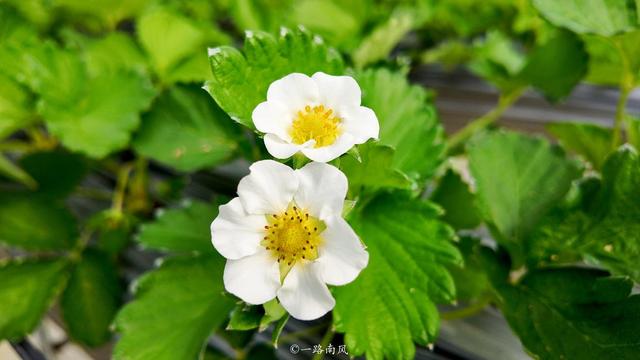 广东英德宝藏玩法：网红村/宋风古镇/仙境茶园/童话寨子全搞定