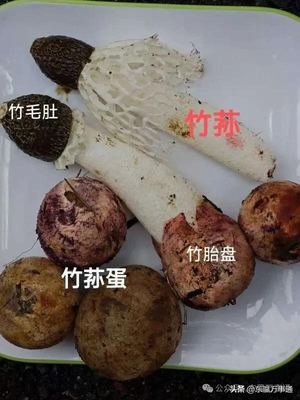程肖梅：我的“北川记忆”——羌王竹海的全竹宴