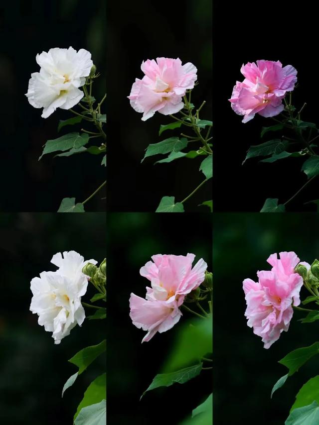 会“变脸”的花开了,醉了!去这些地方邂逅→