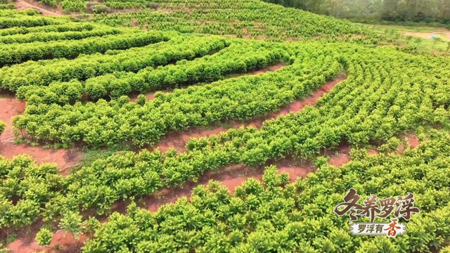 “冬养罗浮”康养品牌发布！在引领区过冬是怎样一种体验？