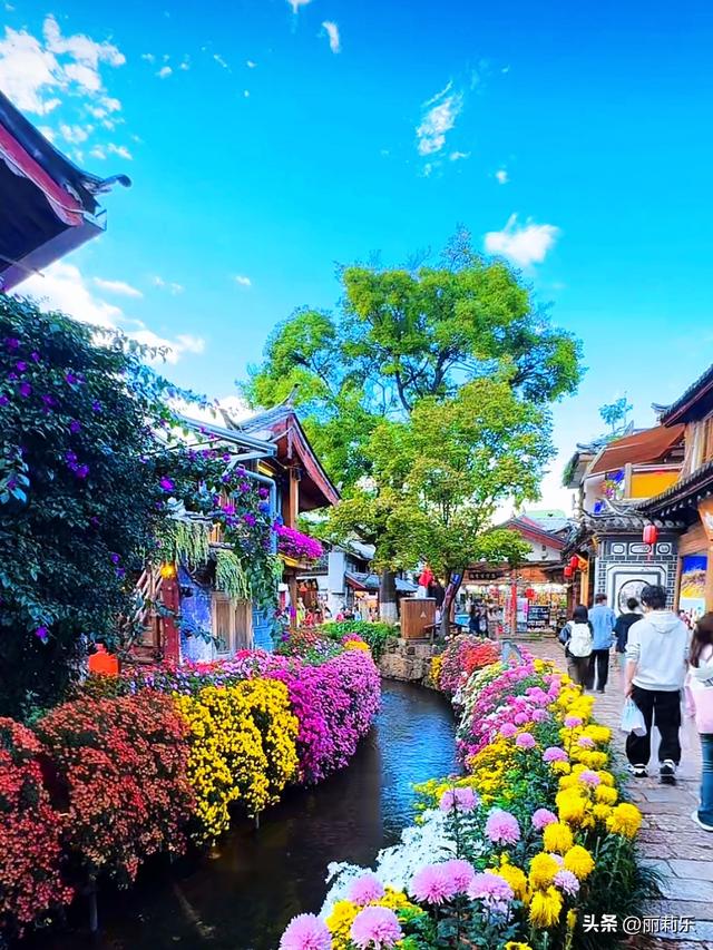 崩溃！在丽江古城被花“包围”，手机内存都不够用了