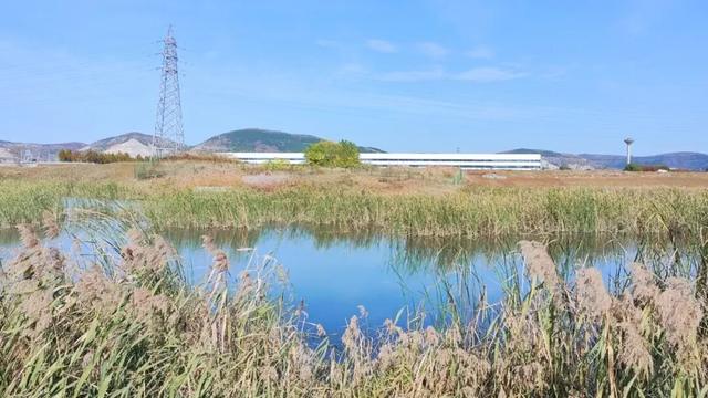 寻美薛城丨一眼沉醉！蟠龙河冬日美景，是一幅静谧迷人的水墨画卷！