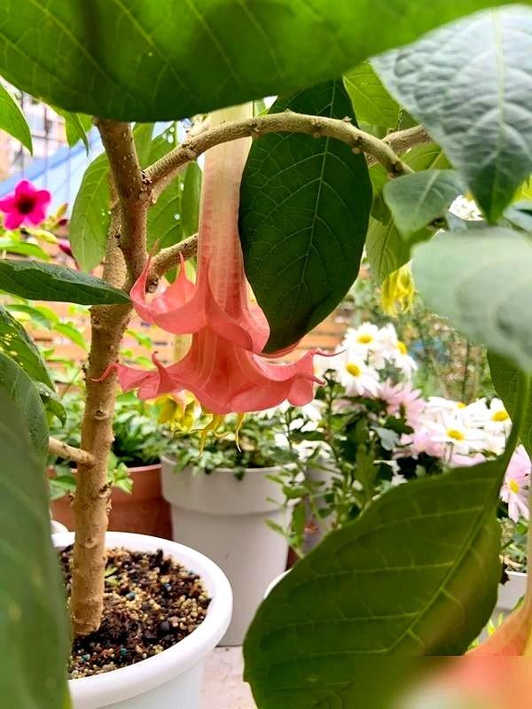阴花不能进阳宅！这5种花“打死”也不养，家里若有？快挪走！