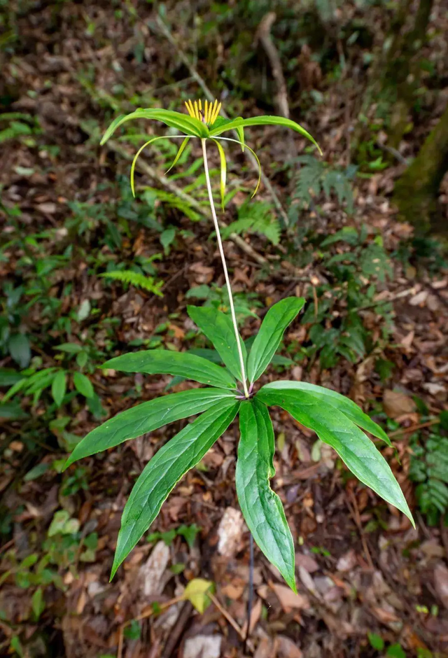 神秘的哀牢山：藏着太多未解之谜，许多人没去过