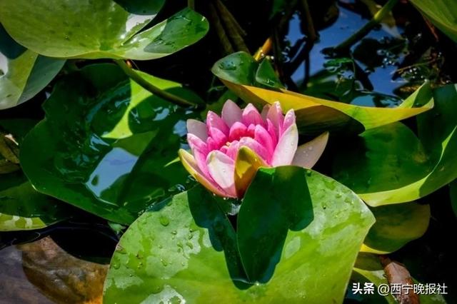 北山美丽园72亩孔雀草花朵绽放