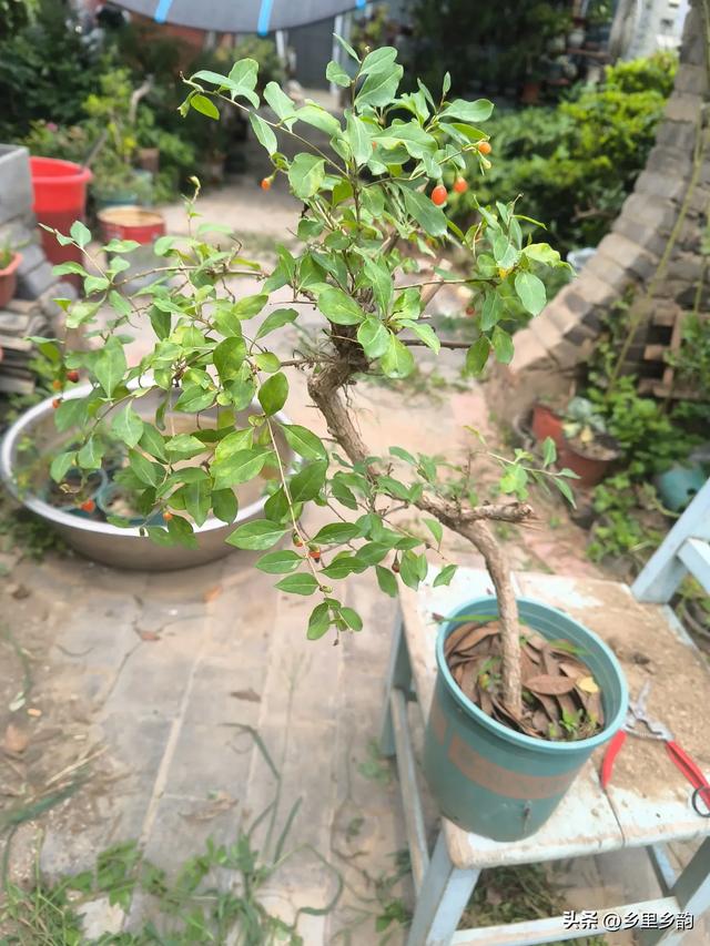 春植的盆景老桩如果还没有成活,你可以这样处理,还会有希望