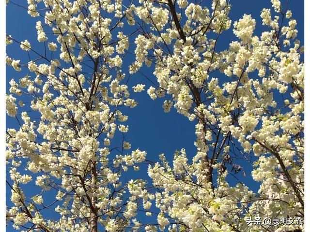 美炸！美炸！全国裹貂我赏樱！昆明最全冬樱赏花攻略来了，周末快冲~