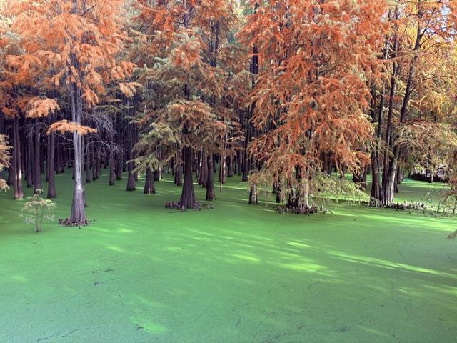 “初冬的童话”！青山湖水上森林“一天更比一天红”