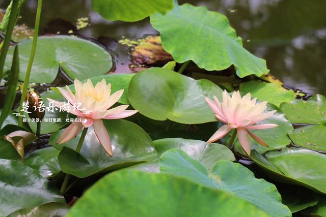 宁波余姚这个荷花园很有诗画意境，周边美景云集，是溯溪露营胜地