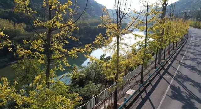 凯里版“黄金大道”将迎来观赏佳期 您的相机准备好了吗