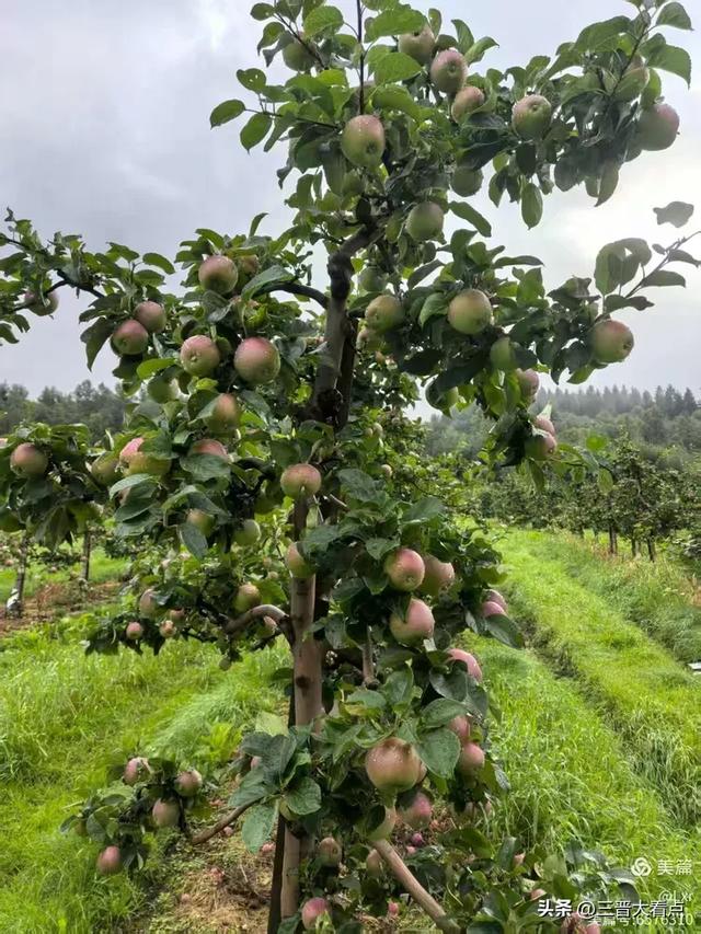 北欧旅游印象之十一:哈当厄尔峡湾苹果园