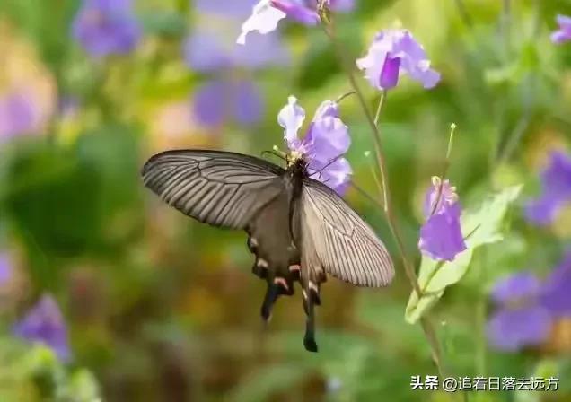 我搭伙过3个女人，发现女人过了55岁还找男人，无非就3个原因
