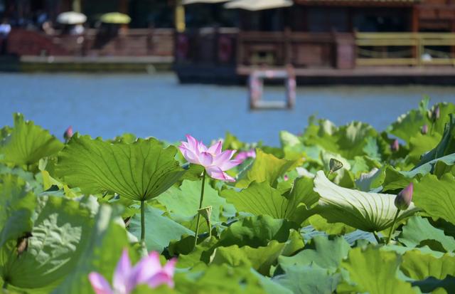 “清水出芙蓉，天然去雕饰” ：荷花朵朵开，“荷荷”又美美！