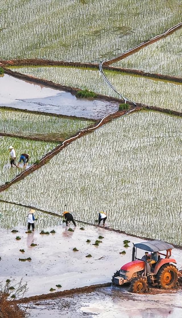 极端气候逼农民抢收！降温是紧铃非重锤！冬小麦咋种？