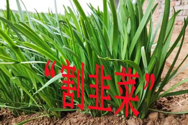韭菜什么时候不能再割了？记住这个时间，老一辈经验