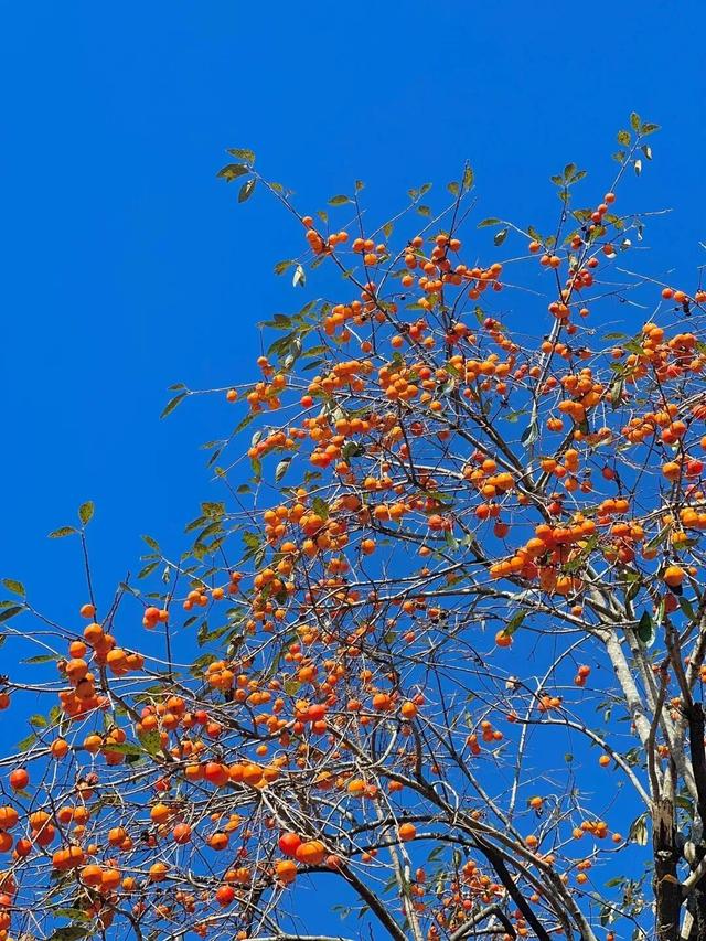 神仙不输泉州，这座闽东小城也有封神的秋天