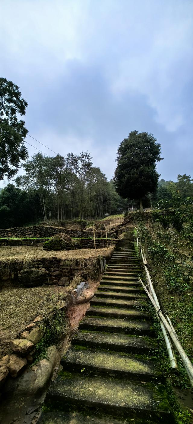 野棉花的几分侘寂
