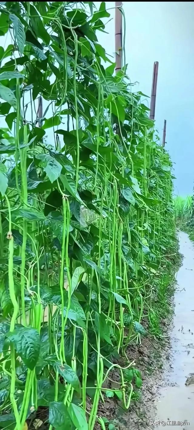 田园风光