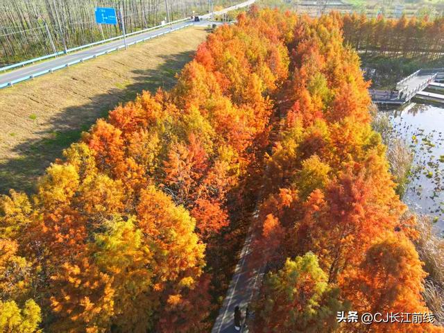 河南淮滨：湖畔杉红景美人更美