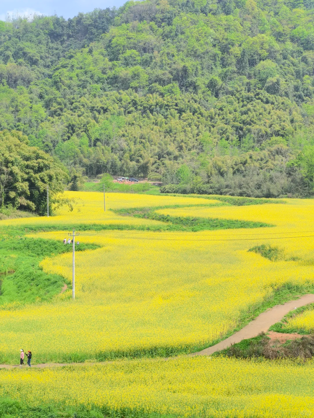 成都1h轻徒步天花板！徒步+奖牌+油菜花+斋饭全都有，亲子友好！