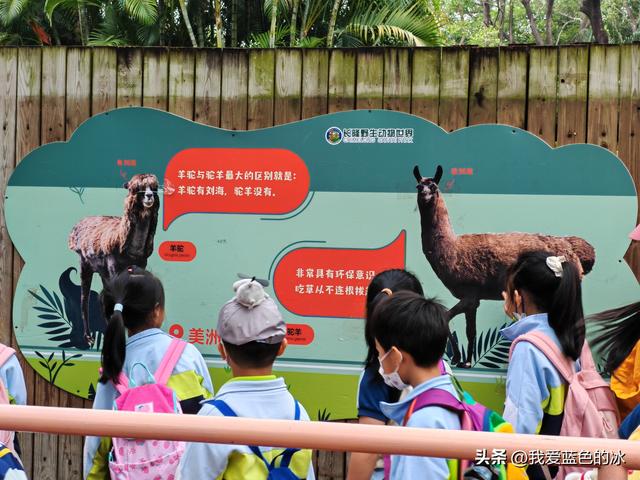 参观广州长隆野生动物园，全程感觉眼累手累腿不累