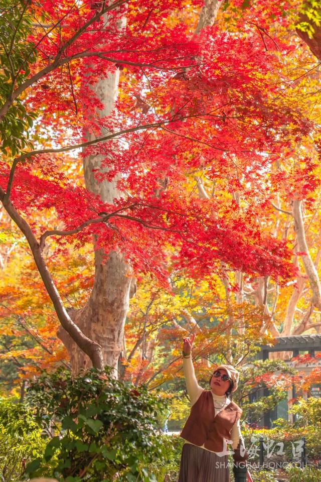 鲁迅公园枫叶红了！红黄青绿交织秋意浓~超出片