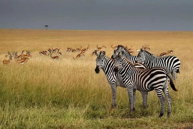 官宣！11月重庆，文旅“全球直采盛会”即将到来！