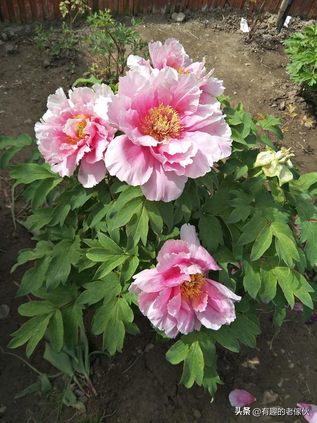 一边走一边游走呀走游呀游从东北去南方暧和着去。