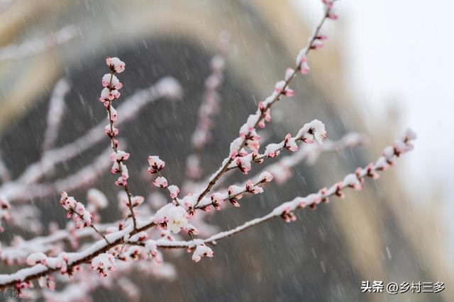 “春节冷不冷，就看冬月初一”	，今日冬月初一，今年春节很冷吗？
