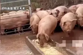 紧急抢救！黑龙江一男子喂猪时晕倒，遭家猪啃食下体 律师：男子可申请意外险理赔！图片