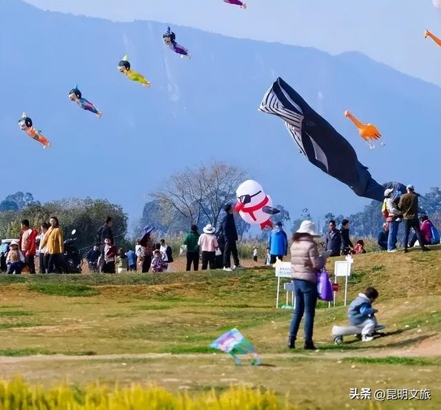 超详细攻略！在昆明官渡，与鸥共舞，六种玩法开启冬日漫游！