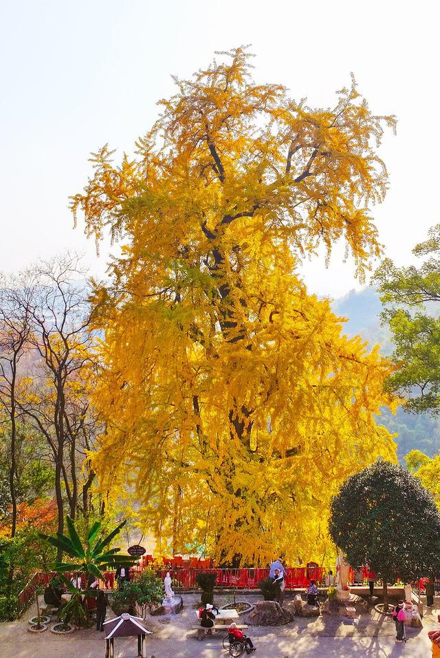 满园银杏落秋风！黄石这些地方进入颜值巅峰期