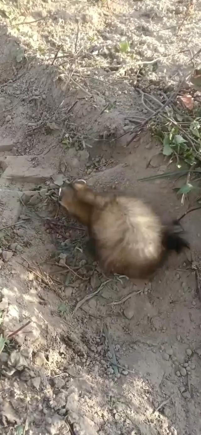 罕见!陕西榆林,有村民下地干活时,意外发现只不知名毛绒小动物