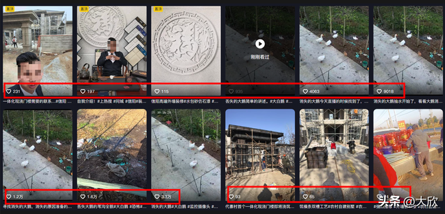 大鹅神秘消失后续：水塘抽干，淤泥被翻	，网友质疑主人是炒作