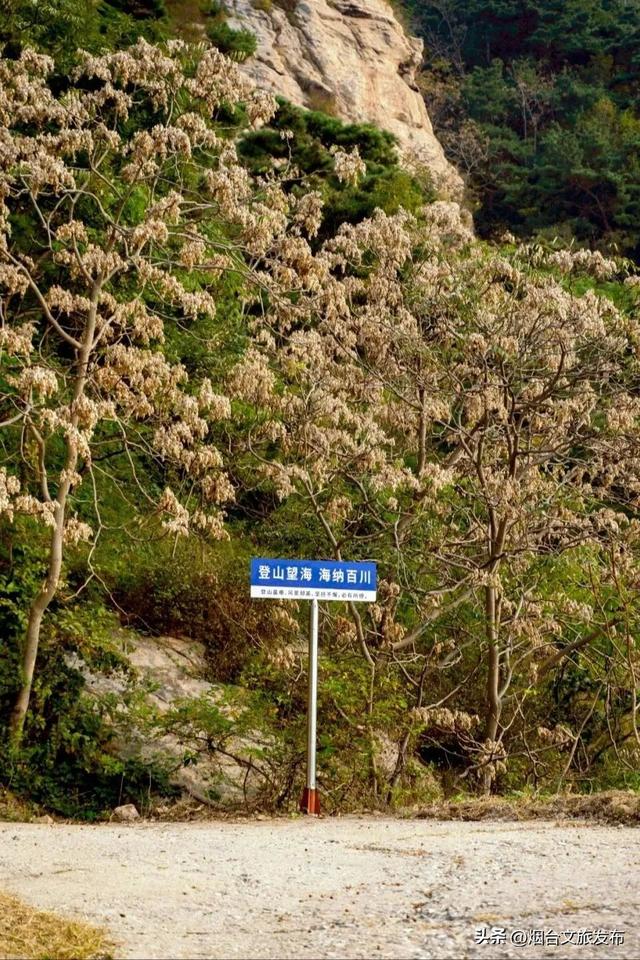 【乐游烟台】正式宣布！下一轮降温前，烟台人该……