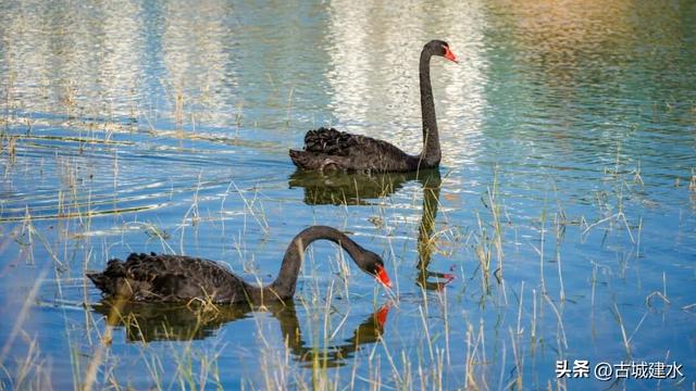 谁懂啊！建水五龙湖新来的黑天鹅，直接美成冬日童话