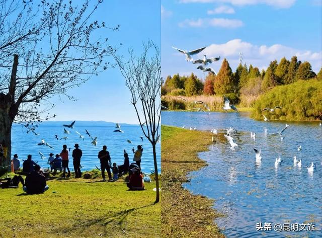 超详细攻略！在昆明官渡，与鸥共舞，六种玩法开启冬日漫游！