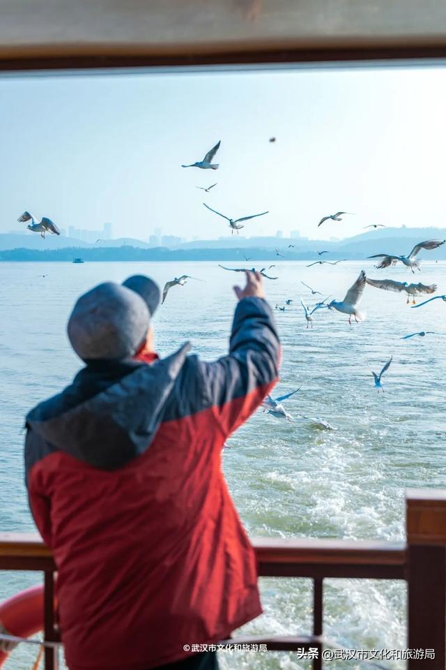 沙漠踏雪，只在武汉，最佳观赏期到了！