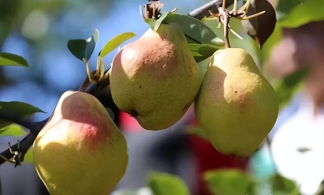 氛围感拉满！集安的秋天，藏着最治愈的人间烟火